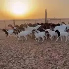 برابر مواليد