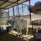 خروووف اصفر ابرص كفو