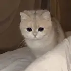 فندقة قطط منزليه مؤقته