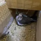 كروان هولندي