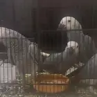 للبيع فروخ كاسكو