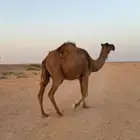 للبيع العشراء