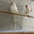 زوج درة البينو