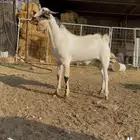 مشروع فحل. تم البيع تم البيع