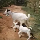 للبيع ماعز هجين بورقوت