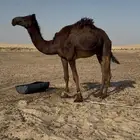 للبيع قعود مجهم
