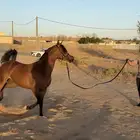 فرس واهو فاخره