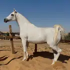 فرس شعبيه فاخرة جدا