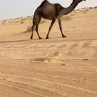 للبيع بكره صفراء