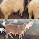 ذبايح للبيع