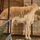 فحل حري صنف الصنف دعدي مشروط ضراب مالطيه فاخر خط انتاج