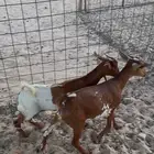 تيوس