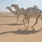 عشاير وضح مبيعه عيالها وجاهزه للفحل