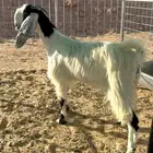ثنيه مطوره معها تيس