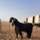 للبيع تيس فحل عارضي