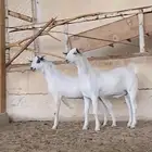 تيوس بيشيات. طيبه فل شحم