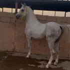 للبيع حصان بطل ولد نصر الشقب ومستقبل فحل