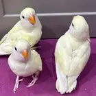 فروخ روز غر