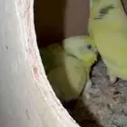 زوج بادجي تحته 7بيضات (تم البيعع)