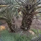 نقايل عجوه منتجه للبيع