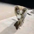 كلب هاسكي للبيع عيون زرقاء ولعوب