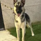 كلب بوليسي جيرمن شيبرد