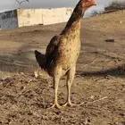 دجاجة باكستانية معها ثلاثة فروخ
