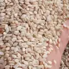 حب سمسم الكيس ب330