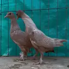 حمام فينا رديوس