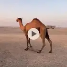 اصفر ولد موج
