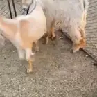 تيوس للبيع