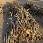 حطب مستورد س م ر