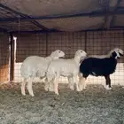 للبيع جذعات حريات طيبات