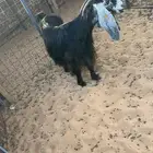 للبيع 6 معزا فواخر دفيع صنف