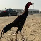 ديوك باكستاني العدد 2