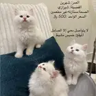 قطط