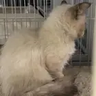 قط للتبني