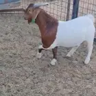 تيس بورقوت اصل عمره 8 شهور تقريبا