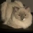 قط هميلايا بيور اصيل