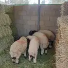 نعيمي ذبايح