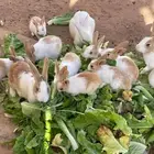 ارانب بصحة جيد