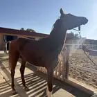 حصان شعبي كفو للبيع