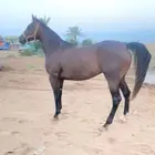 فرس إنجليزي للبيع