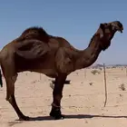بعير كفوو