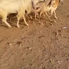 معزا هولنديه