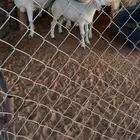 رخل حريه داغوره