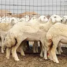 رخال حريات صنف الصنف