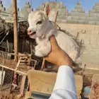 الماعز القزم