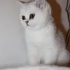 قطه سكوتش جميل جدا  بسعر مميز