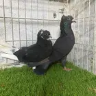 حمام قلابي غاندي جوز